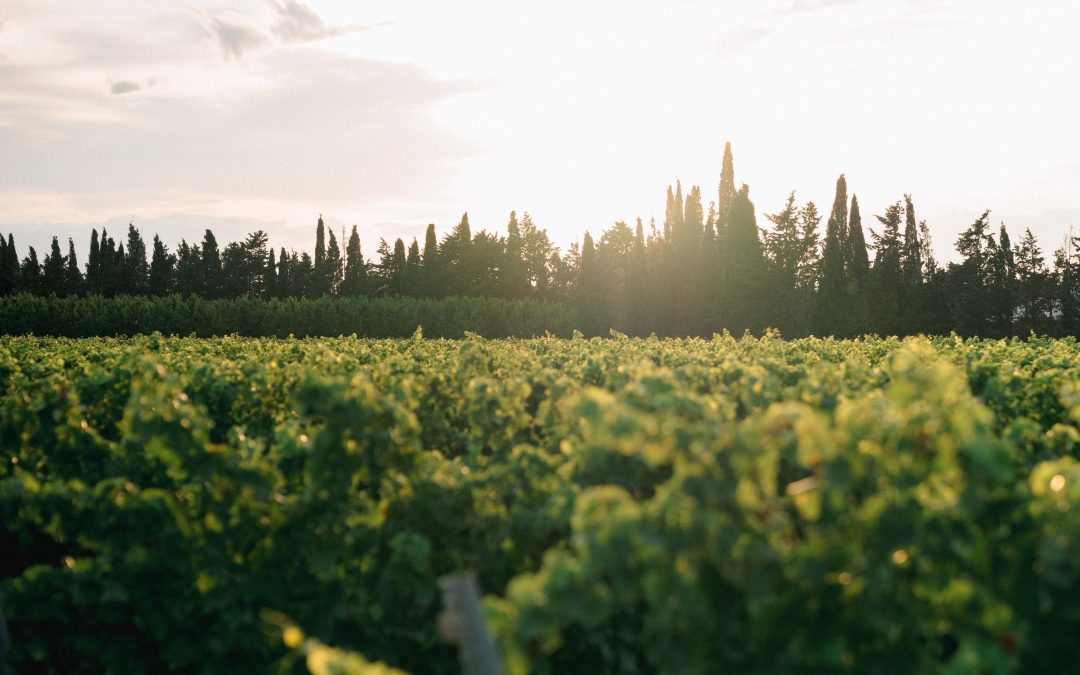 Comment choisir son photographe de mariage à Perpignan ? Styles, tarifs, questions à poser et contrat : le guide complet pour le Roussillon.